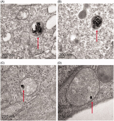 Figure 5. Transmission electron micrographs of gill cells exposed to LCO (A&B) and LCP (C&D) NPs reveal that both types of NPs are internalized by the cells and found within membrane-bound organelles.