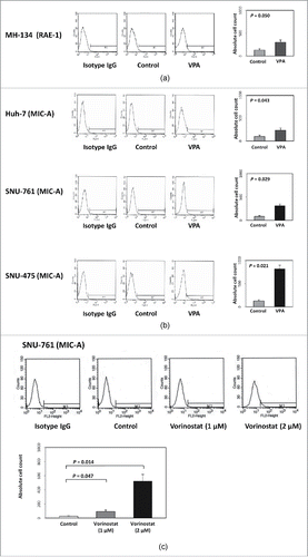 Figure 1. Effect of VPA or vorinostat on NKG2D ligand (RAE-1 or MIC-A) expression in 4 HCC cell lines. (a) MH-134 cells were evaluated for RAE-1 expression. After 40 hours of incubation with VPA (5 mM), the expression of RAE-1 was increased 2.3-fold in MH-134 cells. (b) Huh-7, SNU-475, and SNU-761 cell lines were evaluated for MIC-A expression. After 40 hours of incubation with VPA (5 mM), the expression of MIC-A was increased 2.4-fold in Huh-7, 3.7-fold in SNU-761, and 6.5-fold in SNU-475 cells compared with control. (c) SNU-761 cells were evaluated for MIC-A expression following vorinostat treatment. After 40 hours of incubation with vorinostat (1 μM and 2 μM), the expression of MIC-A was increased 3.4-fold by 1 μM and 19.4-fold by 2 μM, respectively.