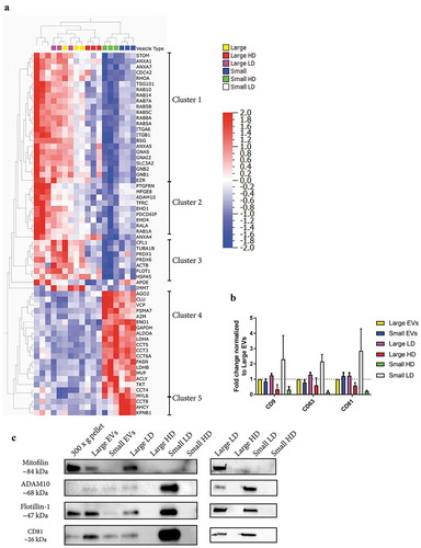 Figure 8. Presence of classical EV markers in EV subpopulations from metastatic melanoma tissues. The top 100 proteins identified in EVs from three online EV databases – EVpedia, ExoCarta and VesiclePedia [Citation31–Citation33] – were downloaded. Additionally, new markers suggested by Kowal and colleagues [Citation6] as well as protein argonaute 2 were added to the list. After duplicates were removed the list contained 139 proteins. (a) A multi-group comparison was performed in Qlucore and showed that 64 of these proteins were differentially expressed in our dataset (p-value = 0.01, q-value = 0.02). A2M, alpha-2-macroglobulin; ACTB, actin; ACYL, ATP-citrate synthase; ADAM10, a disintegrin and metalloproteinase domain-containing protein 10; AGO2, protein argonaute 2; ALDOA, fructose-bisphosphate aldolase A; ANX, annexin; APOE, apolipoprotein E; CCT, T-complex protein; CFL1, cofilin-1; EHD, EH domain-containing protein; EZR, ezrin; FASN, fatty acid synthase; FLOT1, flotillin-1; GAPDH, glyceraldehyde 3-phosphate dehydrogenase; GN, guanine nucleotide-binding protein; HSP, heat shock protein; IMMT, mitofilin; MFGE8, lactadherin; MVP, major vault protein; PDCD6IP, programmed cell death 6-interacting protein; PTGFRN, prostaglandin F2 receptor negative regulator; PRDX, peroxiredoxin; RAB, Ras-related protein; STOM, erythrocyte band 7 integral membrane protein; TRFC, transferrin receptor protein 1; VCP, transitional endoplasmic reticulum ATPase. (b) Fold change of CD9, CD63 and CD81 in all subpopulations of EVs compared to large EVs, N = 3. (c) Western blot was performed to validate a selection of proteins from the TMT analysis. For the first Western blot, a total of 4 µg were loaded per sample. However, for the sample large HD EVs the yield was not enough and then 36 µl of EVs were loaded instead (0.6 µg of proteins). For the second Western blot, 23, 0.7, 25 and 2.5 µg was loaded for large LD, large HD, small LD and small HD, respectively. N = 2.