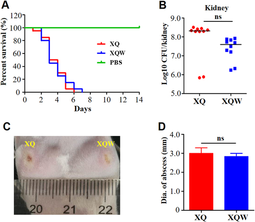 Fig. 4 Virulence of XQ and XQW in mouse models.a Survival analysis. Mice were injected through tail vein with 4 × 107 CFU of XQ, XQW, or PBS, and the survival rates were calculated. Number of mice used: n = 10. b Bacterial loads. Mice were injected through tail vein with 1 × 107 CFU of XQ or XQW; bacterial load in the kidney tissue was counted four days post-injection. c Skin abscess formation. The hairs on the back of the mice were removed using 6% Na2S, then mice were respectively injected with XQ and XQW on each side. The skin abscesses were photographed 10 days after injection. d Diameter of abscess area was measured and represented as mean ± SD (n ≥ 3); ns represents no significance
