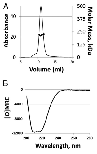 Figure 3. Solution state and secondary structure analysis of tHA-BC. (A) Representative SEC-MALLS profiles for tHA-BC. tHA elutes with a predominant peak at 11 mL and a MALLS-calculated molar mass of 218 kDa. (B) Representative CD spectra for tHA-BC. Calculated helicity for tHA-BC at 222 nm is 26%.