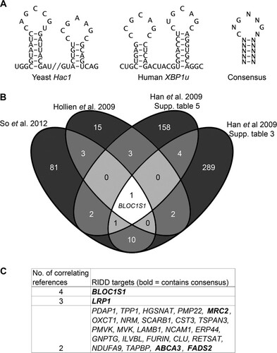 FIG 1 Identification of consistent RIDD substrates containing IRE1 consensus target sequences. (A) Sequences of stem-loops cleaved by IRE1 in Hac1 and XBP1u and the consensus structure. (B) Venn diagram showing numbers and overlap of RIDD targets identified in the indicated data sets (So et al. 2012, reference Citation10; Hollien et al. 2009, reference Citation8; Han et al. 2009, reference Citation9). (C) RIDD targets identified in more than one study. The boldface transcripts contain the consensus IRE1 target sequence.