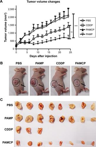 Figure 6 PAMCP exhibited antitumor effects in vivo in nude mice.Notes: Nude mice bearing the HeLa cells were divided into 44 groups (n=10) and received free PBS, PAMP, CDDP, and PAMCP. (A) The tumor volume changes are shown. (B) Observations on tumor size in nude mice. (C) Sizes of all the tumor acquired after the experiment; only 3 mice survived in the CDDP-treated group. Values are the mean ± SD; **P<0.01, PAMCP-treated group compared with the CDDP-treated group; ***P<0.001, PAMCP-treated group compared with the PBS-treated group. P8, peptide with sequence CHAIYPRH.Abbreviations: CDDP, cisplatin; PAMP, PGA-Asp–maleimide-P8; PAMCP, PGA–Asp–maleimide–cisplatin–peptide complex; PGA, poly-γ-glutamic acid.