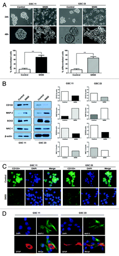 Figure 2. Effects of SN50 on differentiation of GSCs. GSC11 and GSC23 cells were cultured in the DMEM/F-12 medium containing 2% B-27, 20 ng/mL EGF, and 20 ng/mL β-FGF in the presence or absence of SN50 (25 μg/mL). Twenty-four hours later, (A) the cells were observed under a phase contrast microscopy (200× magnification). **P < 0.01, SN50 vs. Control; (B) cell lysates were prepared and subjected to western blot analysis of CD133, NAC1, Sox2, and MAP-2. β-actin was used as a loading control; (C) the cells were fixed on poly-l-lysine- coated coverslips and processed for immunofluorescence analysis of CD133; (D) the cells were fixed on poly-l-lysine-coated coverslips and processed for immunofluorescence analysis of MAP-2 and GFAP. Data shown are the representative of three identical experiments.