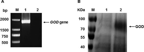 Figure 3. Verification of accc30161 GOD gene from SMD1168-GOD by PCR amplification and identification of GOD protein in the culture supernatant of SMD1168-GOD by SDS-PAGE analysis. PCR amplification analysis (A) of accc30161 GOD gene from SMD1168-GOD: M, DNA Marker DL2 000; 1, SMD1168-GOD; 2, SMD1168. SDS-PAGE analysis (B) of proteins in the culture supernatant of SMD1168-GOD: M, protein size marker (Fermentas, Burlington, Ontario, Canada); 1, SMD1168; 2, SMD1168-GOD.