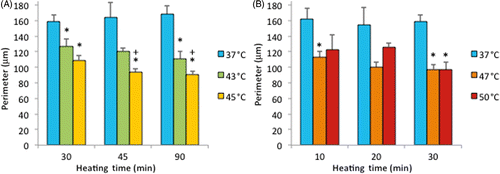 Figure 8 Cell perimeter on ePTFE as determined immediately after various thermal exposures. Cells were cultured on collagen-coated ePTFE at 37°C for a day, and then exposed to 43° and 45°C (A) or 47° and 50°C (B) for various durations. Next, they were immediately stained with calcein AM (which labels the cytosol of viable cells, appearing green) and ethidium homodimer-1 (which labels the nuclei of dead cells, appearing red), and the perimeter of viable cells was measured and reported as averaged ‘perimeter (µm)’ per cell. While cell perimeter decreased for all exposures above 37°C, the cell perimeter was the smallest (100 µm or less) following the 47° and 50°C/30-min exposures and the 45°C/45 and 90-min exposures. N = 3–5. Error bars represent SEM. *P < 0.05 compared to 37°C with the same exposure duration. +P < 0.05 compared to same temperature at the minimum exposure duration.