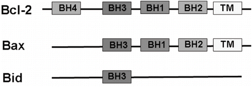 Figure 1. Structure of Bcl-2 family proteins. Abbreviations: BH  =  Bcl-2 homology domain, TM  =  transmembrane domain.