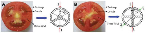 FIGURE 2 Three and four locular tomato fruits, (a) Three locular tomato fruit and its simplified equatorial section; (b) Four locular tomato fruit and its simplified equatorial section. Numbers 1, 2, and 3 represent loading positions 1, 2, and 3, respectively.