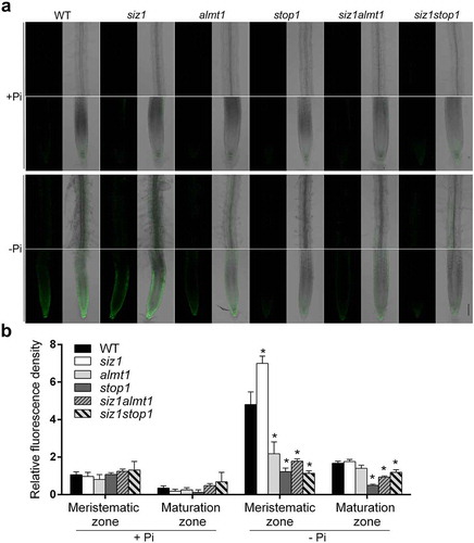 Figure 2. Hydroxyl radical accumulation in roots of the WT and various mutants. (a) The levels of hydroxyl radicals in roots of 8-day-old seedlings of the WT and various mutants grown in +Pi or – Pi medium assessed by HPF staining. (b) Quantification of HPF fluorescent signals in the root meristematic and maturation zones shown in (a). Values are means with SD (n = 6 roots). The experiments were repeated three time with similar results. Asterisks indicate significant differences from the WT (t-test, p < .05)