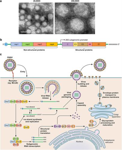 Figure 3. Overview of ONNV. (a) TEM images of purified ONNV particles taken at 2 different magnifications (courtesy of Malleret, B. and Lee, E.Q.H.). (b) Schematic of the ONNV genome, which consists of a single-stranded positive sense RNA with 2 reading frames, the first encodes nsP1–4, this is followed by a sub genomic sequence that encodes for the viral structural proteins (Capsid, envelope 1–3 and membrane associated 6K protein). (c) Diagram describing the replication cycle of ONNV. Once ONNV releases its genetic material in the host cell, the nsP1–4 proteins are translated, nsP2 then proceeds to cleave the viral polymerase nsP4 which goes on to generate complementary negative RNA strands for rapid viral RNA replication. nsP2 then later cleaves both nsP1 and nsP3 to form the late viral replicase machinery needed for structural protein synthesis and virion assembly utilising host post-translational modifications via ER-golgi apparatus.