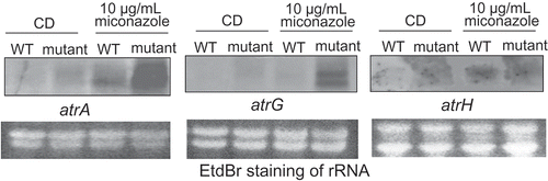 Figure 3. Northern blot analysis of the ABC transporter genes in the wild-type and spontaneous mutant strains with or without 10 μg/mL miconazole.