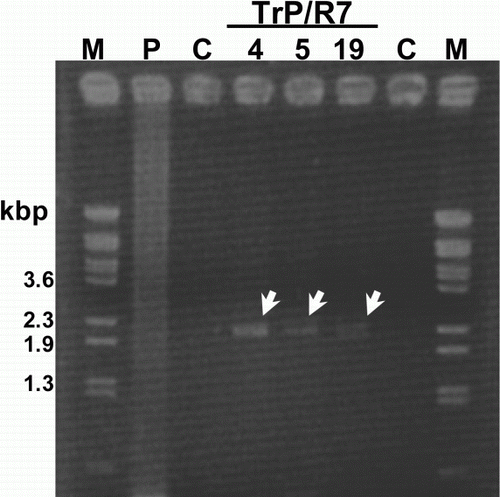 Figure 1.  Amplification of the R7 gene from TrP/R7 by genomic PCR followed by electrophoresis using 1.2% agarose gel. M, BstPI marker; P, pBE2113/R7 (positive control); C, non-transgenic potato; 4, 5, and 19, regenerated TrP/R7.