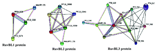 Figure 6. Prediction of P. falciparum RuvB proteins interacting proteins. P. falciparum RuvB proteins amino acid sequences were analyzed with STRING 9.0 at Expasy (expasy.org). The results showed the presence of at least three proteins interacting with PfRuvB1, four proteins interacting with PfRuvB2 and nine proteins interacting with PfRuvB3. The PlasmoDB numbers of all are shown in the model. This analysis showed the interaction of PfRuvB3 with PfRuvB1 and PfRuvB2 proteins. Nop5 also interacts with both PfRuvB2 and PfRuvB3 proteins. Gas41 homolog seems to be interacting with all the three PfRuvB proteins.