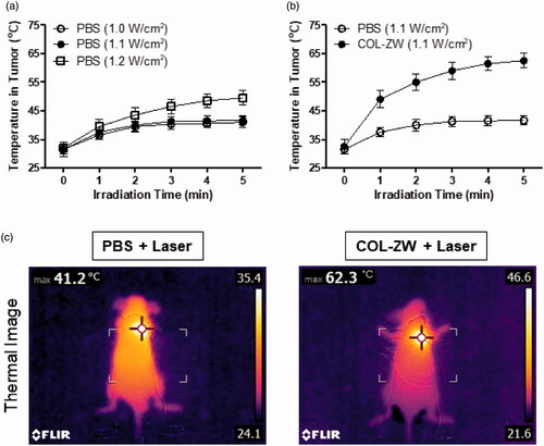 Figure 5. (a) Photothermal curves of PBS-injected mice at tumour sites irradiated with different power densities (1.0 W/cm2, 1.1 W/cm2, and 1.2 W/cm2) for 5 min. (b) Temperature changes in tumour sites in each treatment group were monitored during the 808 nm laser irradiation (1.1 W/cm2) for 5 min. Data points represent mean ± SD of three independent experiments. (c) Whole-body photothermal images of tumour-bearing mice at 4 h post-injections of PBS and COL-ZW, respectively, on irradiation with an 808 nm laser (1.1 W/cm2) for 5 min. Maximum tumour temperatures were automatically recorded using an infra-red thermal camera as a function of irradiation time.