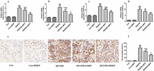 Figure 7. mRNA expression in rat’s hepatic tissue with DEN/PB-induced HCC. The level of IL-1β (a), TNF-α (b), NF-κB (c), and MTH1 (d) in different treatment groups. (e) Representative images of immunohistochemical staining with NF-κB in different groups (scale bar = 100 μm). (f) The percentage of NF-κB positive cells in different groups. ## Significant against Con group at P < 0.01. ** Significant against DEN/PB group at P < 0.01. * Significant against DEN/PB group at P < 0.05. & Significant against DEN/PB+HMFP group at P < 0.05. && Significant against DEN/PB+HMFP group at P < 0.01
