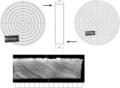 Figure 7. Example of a drawing of a single board of the panel. The wavy shape of the tree rings is visible.