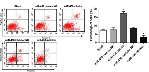 Figure 5 Effect of miR-450 overexpression or knockdown on apoptosis of HepG2 cells. Apoptotic cells in each group were checked by Annexin V-PI double staining. *P<0.05, versus blank, miR-450 inhibitor NC or miR-450 mimics negative control (NC) groups.