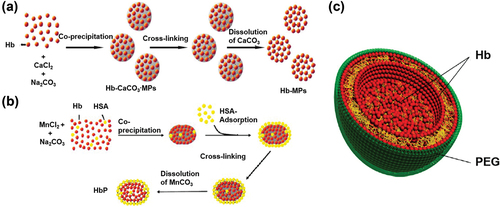 Figure 4. Fabrication of AOCs by coprecipitation and subsequent chemical cross-linking. (a) Fabrication scheme of hemoglobin microparticles, reprinted with permission from [Citation58]. Copyright 2012, American Chemical Society (b) Fabrication scheme of Hb particles, reprinted with permission from [Citation59]. Copyright 2013, American Chemical Society (c) Schematic representation of the assembled Hb microspheres with the surface modified by PEG, reprinted with permission from [Citation60]. Copyright 2012, American Chemical Society.
