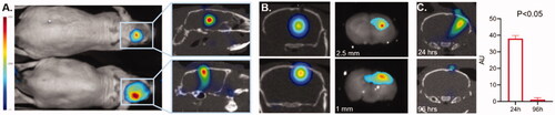 Figure 3. Validation of 3D optical/CT localization of Cy7 labeled mouse albumin (Cy7ALB) directly injected into the brain of a normal mouse. 5 µl of Cy7ALB was injected into right hemisphere. (A) Cy7 epi fluorescent images of 2 different mice 24 h after intracranial injection of Cy7ALB showing accumulation on 2D (left) and 3D OI/CT (right), confirming intracranial placement of infused Cy7ALB in the top mouse but superficial localization in the bottom mouse. Note that the intensity on the epi fluorescent images is heavily influenced by how close to the surface the dye is located rather than amount of Cy7ALB present, due to tissue attenuation of the Cy7 signal. (B) Confirmation of localization of Cy7ALB 3D OI/CT on sections of mouse brain imaged post necropsy. Mice were implanted with Cy7ALB at 2.5 mm depth (top, n = 3) and 1 mm depth (bottom, n = 3) and imaged with 3D OI/CT 24 h after injection (left panels). Immediately after imaging, mice were euthanized and their brains were sectioned and imaged (right panels) to confirm localization of 3D OI/CT images. (C) Coronal 3D OI/CT images of a representative mouse 24 h (top) and 96 h (bottom) after injection of Cy7ALB signal, demonstrating intracranial signal 24 h after injection but not at 96 h, indicating the potential to reimage subsequent infusions. Quantification of the results is shown on the right (n = 4).