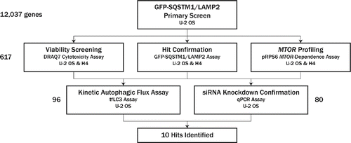 Figure 1. Screen flow scheme. Twelve thousand thirty seven genes were first screened in a GFP-SQSTM1 and LAMP2 assay in U2OS for phenotypes consistent with upregulation of autophagy. Four to 8 siRNAs were screened per gene in the primary screen; 617 genes were selected for follow-up and screened with 6 new siRNA per gene, with a concerted effort to avoid seeds biased toward off-target effects by applying common seed analysis to primary screen data. Follow-up assays included hit confirmation in the GFP-SQSTM1 and LAMP2 assay, viability assessment, and MTOR profiling, all in both U2OS and H4 cell lines. Based on these data, 96 genes were selected for confirmation assays, which included a live-cell, kinetic autophagic flux assay; 80 of these 96 genes were selected for siRNA knockdown confirmation via qPCR. Ten hits were ultimately identified; knockdown of these targets resulted in phenotypic profiles consistent with upregulation of autophagic flux. Assay details, including primary output measurements, can be found in Table 1.