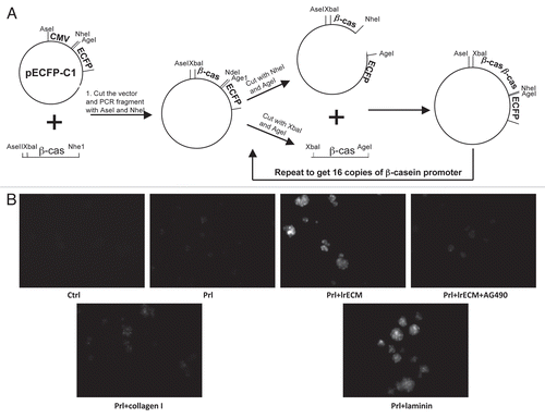 Figure 2 Sustained STAT5 activation is required for induction of the β-casein promoter. (A) Scheme showing the generation of a 16 copy β-casein promoter-CFP construct. (B) EpH4 cells stably transfected with the vector described in (A) were cultured on polyHEMA for 24 hours, and treated for 24 hours with Prl and different ECM molecules as indicated. AG490 was added 8 h after the onset of LrECM and prolactin treatment to specifically block sustained STAT5 activation. Fluorescence microscopy was used to measure the extent of β-casein promoter activation. Cell aggregates expressing the 16 copy-β-casein promoter-CFP construct are white.