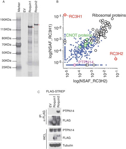 Figure 2. PTPN14 specifically interacts with Roquin2.(a) Biochemical purification of Roquin1 or Roquin2 protein complexes. HEK293T cells were transfected with cDNAs encoding FLAG-STREP Roquin1 (WT) or FLAG-STREP Roquin2 (WT). Proteins were immunoprecipitated (IP) with an anti-FLAG resin (α-FLAG), eluted with a FLAG peptide. 1% of samples were resolved by SDS-PAGE. The gel was stained with silver staining for protein visualization. Asterisks indicate the bait. (b) Scatter plot of identified proteins by mass spectrometry analysis of Roquin1 (WT) and Roquin2 (WT). Normalized Spectral Abundance Factors (NSAFs) were calculated for each detected protein and plotted on a log scale. X-axis represents NSAF scores distribution of all proteins detected from Roquin2 protein complexes while Y-axis represents NSAF scores distribution of all proteins detected from Roquin1 protein complexes. Red dots represent NSAF scores for the baits such as Roquin1 and Roquin2. The purple dot represents the NSAF score for PTPN14. The green and black dots represent common interactors between Roquin1 and Roquin2. (c) HEK293T cells were transfected with cDNAs encoding empty vector (EV), FLAG-STREP tagged Roquin1 or FLAG-STREP tagged Roquin2. Exogenous proteins were immunopurified from cell extracts with an anti-FLAG resin and immunocomplexes were probed with antibodies to the indicated proteins. Bottom panel shows whole cell lysates (WCL).
