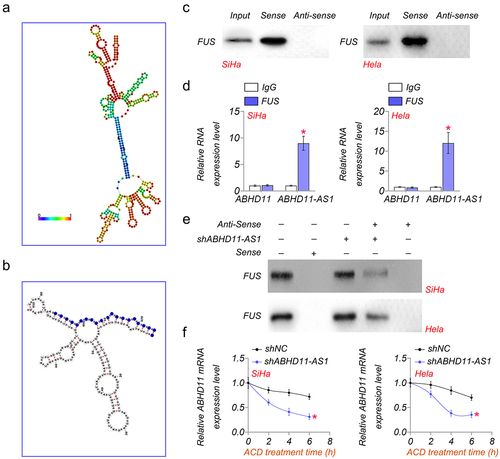 Figure 5. ABHD11-AS1 inhibits ABHD11 mRNA degradation by binding to FUS. (a) the secondary structure diagram of ABHD11-AS1. (b) The binding site of FUS in ABHD11-AS1. (c) RNA pulldown analysis of the interaction of ABHD11-AS1 and FUS. (d) RIP analysis of the interaction between FUS and ABHD11-AS1. (e) RNA pulldown assay was performed to determine the interaction of FUS and ABHD11-AS1 in SiHA and hela cells. (f) The relative mRNA level of ABHD11 in SiHa and hela cells was treated with actinomycin D (2.5 μM) at indicated time points. *p < 0.05 versus shNC.