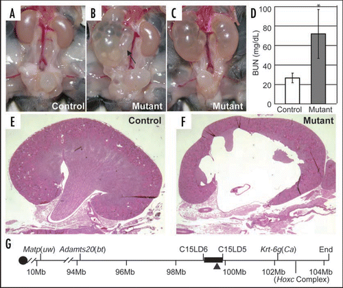 Figure 4 Genetic mapping of the cph mutants with congenital obstructive nephropathy. (A–C) The mutants have unilateral or bilateral hydronephrosis and hydroureter (arrow). (D) The BUN level in the mutants (P5–P16) is dramatically increased. (E and F) Kidney sections from P14 control and mutant littermates stained with H&E. (G) Physical map of relevant portions of mouse chromosome 15. Our genetic mapping efforts locate the cph locus to the chromosomal interval of about 0.7 Mbp, defined by the microsatellite markers C15LD6 and C15LD5. The black triangle indicates the chromosomal location of Aqp2. Modified from Figures 1 and 3 from ref. Citation43 with permission.