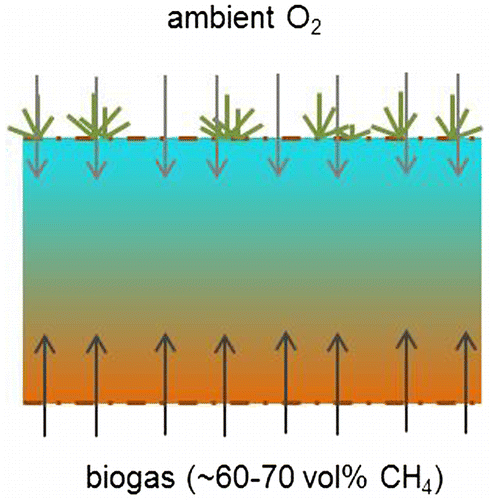Figure 12. Methane oxidation in oxidation field. Biogas is fed into a dispersion layer at about 1 m depth. Oxygen enters the oxidation field from ambient air by diffusion. Somewhere in the soil (most methane is assumed to be oxidised in the upper 30–40 cm) methane and oxygen meet, allowing methane oxidation.