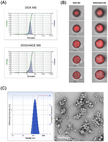 Figure 2. Particle characterization of DOX-loaded MS. (A) Size distribution profiles of DOX MS and DOX/HACE MS. (B) CLSM images of DOX MS and DOX/HACE MS. Depth-dependent cross-sectional images were observed by CLSM. Red fluorescence signal in MS indicates the intraparticle distribution of DOX. The length of the scale bar is 5 μm. (C) Particle characteristics of released DOX/HACE nanoassembly from DOX/HACE MS after incubating for 7 days. Size distribution profile (left) and TEM image (right) are presented. The length of the scale bar in the TEM image is 500 nm.