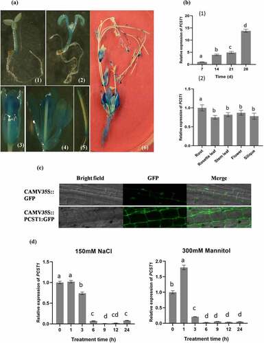 Figure 2. Expression pattern of PCST1 in Arabidopsis. (a) Observation the GUS staining of proPCST1::GUS transgenic plants. (1) 5-d-old seeding; (2) 10-d-old seeding; (3) flower; (4) dissect of flower; (5) silique; (6) whole plant. (b) The expression of PCST1 during different growth periods and different tissues. (1) Assay of the accumulation of PCST1 transcript in different growth periods Arabidopsis thaliana plants. Total RNA was isolated from 7, 14, 21, 28-d-old wild-type (WT) plants; (2) Detection of PCST1 transcript accumulation in different tissues of Arabidopsis. Total RNA was isolated from various tissues of 4-wk-old wild-type plants. Real-time reverse transcription-polymerase chain reaction (RT-PCR) quantifications were normalized to the expression of 18S rRNA. Values are means (±SE) of three replications. (c) Observation of location of PCST1-GFP under the laser confocal microscope. (d) Regulation of PCST1 transcripts by NaCl and mannitol treatments. Assay of the accumulation of PCST1 transcript in Arabidopsis in response to NaCl and mannitol treatments by real-time reverse transcription-polymerase chain reaction (RT-PCR). Wild-type were grown with sufficient water for 4 wk. The expression levels were normalized to that of Actin 3. Error bars represent standard errors (n = 3). Three independent replicates were performed. Statistical significance was determined by one-way ANOVA with Tukey’s post hoc test (p < .05).