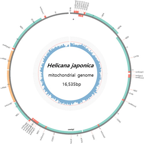 Figure 2. Complete mitochondrial genome circle map of Helicana japonica. The genome is 16,535 bp consisting of 13 PCGs, 2 rRNA, and 22 tRNA genes.
