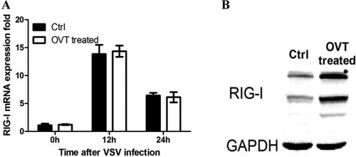 Figure 4. Effect of OVT on RIG-I expression. (A) Macrophages were incubated with medium or 100 ng/mL final concentration of OVT for 12 h. VSV (MOI = 100) infected the cells for 12 and 24 h, then determine the gene expression of RIG-I by RT–PCR. (B) Macrophages were incubated with medium or 100 ng/mL final concentration of OVT for 12 h. VSV (MOI = 100) infected the cells for 24 h and then determine the protein phosphorylation of RIG-I by Western blot. Data shown are mean ± SD of triplicate measurements. All data are representative of three independent experiments.