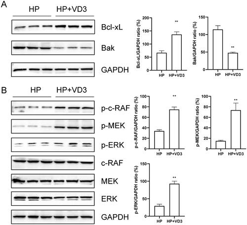 Figure 7. 1,25-D3 protects against H. pylori-infected apoptosis through a vitamin D receptor-dependent c-Raf/MEK/ERK pathway in mice. Mice were orally gavaged with 108 CFUs of H. pylori and 25 µg/kg 1,25-D3 every other day for 1 month. Bcl-xL, Bak, c-Raf, MEK and ERK phosphorylation levels in the stomach of mice were determined by western blot. Bars represent means ± S.E.M of three random mice. **p < 0.01 vs. H. pylori alone treatment.