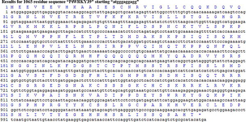 Figure 2. Nucleotide and deduced amino acid sequences of PtWRKY39 gene coding region