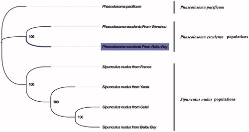 Figure 1. Phylogenetic tree in Sipuncula. The complete mitogenomes are downloaded from GenBank, and the phylogenic tree is constructed by maximum-likelihood method with 100 bootstrap replicates. The bootstrap values were labeled at each branch nodes. The gene's accession number for tree construction is listed as follows: Phascolosoma pacificum (NC_031412), Phascolosoma esculenta From Wenzhou(NC_012618), Sipunculus nudus from France (NC_011826), Sipunculus nudus from Yanta (KP751904), Sipunculus nudus from Gulei (KJ754934), and Sipunculus nudus from Beibu Bay (MG873457).