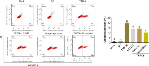 Figure 4 Tetrandrine prevents TRPC6 overexpression-induced apoptosis in MPC5 podocytes. Apoptosis was quantified using flow cytometry. Differences were analyzed using one-way ANOVA. Different letters show significant differences with p < 0.05. NC: containing blank lentivirus vector. blank:normal MPC5 podocyte.TRPC6: TRPC6-overexpressing.