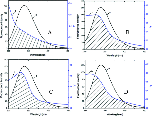 Figure 4. Overlap of the fluorescence emission spectrum of BSA (a) and the UV–vis absorption spectra (b) of DMY (A), DMY-Cu (II) (B), DMY-Mn (II) (C) and DMY-Zn (II) (D). CBSA = 1.00 × 10−6 mol L−1, CDMY = CDMY-Cu (II) = CDMY-Mn (II) = CDMY-Zn(II) = 3.0 × 10−5 mol L−1.