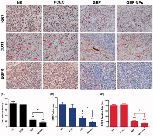 Figure 5. Representative images of immunohistochemistry analysis of each group for the evaluation of ki67, CD31 and EGFR. (Original magnification, ×400) The quantification immunohistochemistry analysis of each group for the evaluation of ki67, CD31 and EGFR were Figure A–C respectively. *p < .05 and **p < .01.