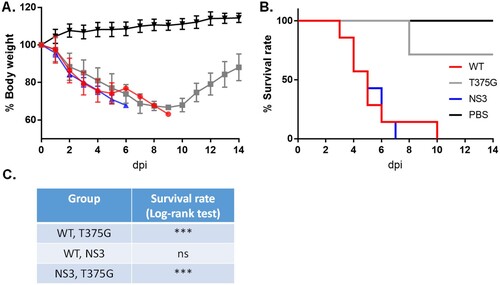 Figure 8. Survival rates of mice infected with reassortant AIVs. Mice (n = 7) were infected with reassortant AIVs. Infected (WT, NS3, or T375G virus) and control mice (PBS) were monitored for 14 days post-infection (dpi) for body weight loss (A) and survival rate (B and C). ***p < 0.005; ns, not significant (p > 0.05).