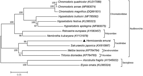 Figure 1. The phylogenetic relationships of Hermissenda emurai and related nudibranchs based on amino acid sequences of 12 mitochondrial protein coding genes (atp8 gene excluded). GenBank accession numbers of the mitogenome sequences were listed behind the species names. The species Ascobulla fragilis and Elysia ornata from the superorder Sacoglossa were used as outgroup.