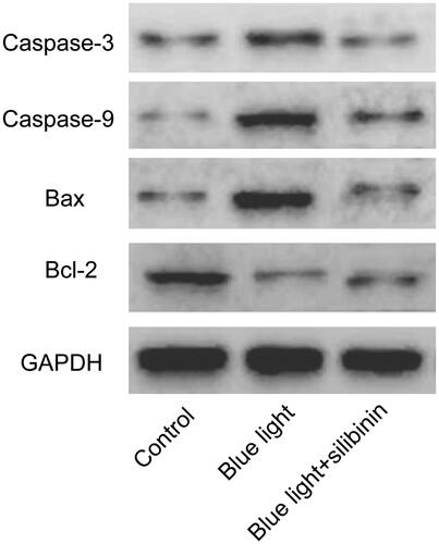 Figure 2. Effects of silibinin on apoptosis related proteins in RGCs. Representative WB image shows that casapase-3, casapase-9, Bax and Bcl2 expressions are significantly increased in HG condition.