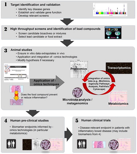 Figure 2. Potential sequence of in vitro to in vivo studies, including the application of omics technologies. This flow diagram shows a potential approach, working from in vitro studies in tissue culture models, through in vivo studies in animals, to human clinical trials, with the application of omics technologies at several stages. (1) There is increasing use of high-throughput techniques, such as single nucleotide polymorphism (SNP) chips, which enable genome-wide assessment to identify genetic factors which may be linked to a particular disease or health outcome. Relevant SNPs can then be incorporated into suitable in vitro assays (2) in which food compounds can be assessed for their abilities to interact with the SNP of interest and modulate its function. Effective food compounds can then be tested in appropriate animal models (3) which exhibit the relevant phenotype and/or have the SNP of interest (or one in a related gene). This can initially be used to establish if the food has an effect on phenotype and, subsequently a range of omics techniques can be applied, and data derived from them integrated, to better understand the mechanism by which a food may exert its’ effect. Food compounds which show efficacy both in vitro and in vivo may then be suitable as candidates for human studies, both pre-clinically (for example, to assess any possible biomarkers identified in the animal studies (4)) and, finally, clinically, to ascertain a clinically-relevant end-point, such as an improvement of IBD-associated symptoms (5). The Manhattan plot shown in (1) was originally published by Ikram et al. (Citation2010) was obtained from Wikipedia (https://commons.wikimedia.org/wiki/File:Manhattan_Plot.png). This image file is licensed under the Creative Commons Attribution 2.5 Generic license. Reproduced with permission from Ferguson and Barnett (Citation2016).