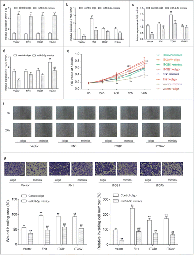 Figure 6. The anti-tumor role of miR-9–3p was via down-regulating FN1, ITGB1 and ITGAV. (A-D) Stable co-transfections with one of the plasmids carrying no sequence, FN1 cDNA, ITGB1 cDNA or ITGAV cDNA and either miR-9–3p mimics or control oligo were performed in HONE-1 cells. Forty-eight hours after transfection, expression of miR-9–3p (A), FN1 (B), ITGB1 (C) and ITGAV (D) was detected by RT-qPCR. (E) Proliferation ability of transfected cells was assessed using MTT assay. (F-G) Migration and invasion ability of transfected cells was measured by wound scratch and transwell assay respectively. All data was presented as Mean ± SD from 3 independent experiments. **represents P < 0.05 compared with vector + oligo group while ## represents P < 0.05 compared with relative control group.