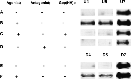 Figure 5.  Western blot of hMOR in membrane fractions 4 and 7 of sucrose gradient from Triton X100 solubilized membranes. Equal amounts of proteins (15 µg) were loaded in all lanes. (A): U membranes in a basal state. (B): after DAMGO addition. (C): U membranes after DAMGO + Gpp(NH)p addition. (D): U membranes after CTAP addition. (E): D membranes in a basal state. (F): D membranes after DAMGO addition. See text for quantification of hMOR distribution.