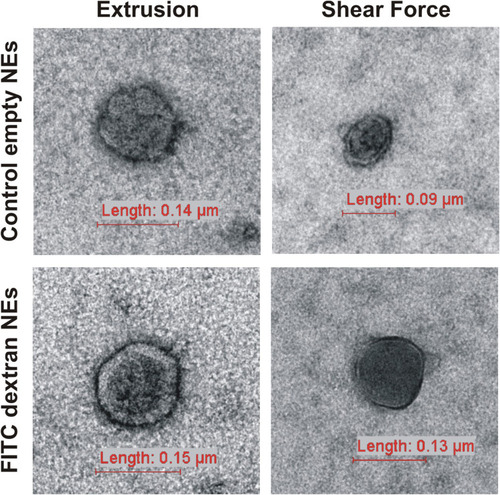 Figure 3 TEM images. Representative images of NEs in the size range of 90–150 nm. Control empty (upper) and FITC Dextran-loaded (lower) NEs produced by extrusion and shear force.