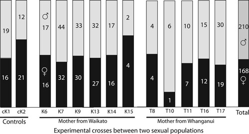 Figure 2. Sex ratio of Clitarchus hookeri nymphs produced by 13 females in captivity. Two control females mated with local males (cK1 and cK2). Eleven females mated with non-local males in captivity. Crosses consisted of parents from Karapiro, Waikato (K) and Bushy Park Tararuruhi, Whanganui (T) with origin of female indicated. Black bar = daughters, grey bar = sons. Total consists of non-local crosses only.