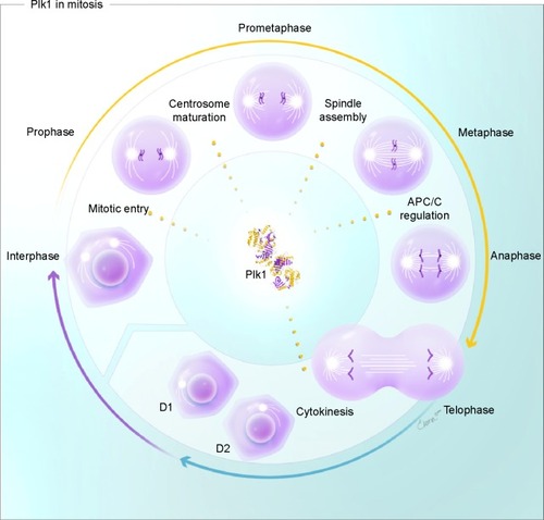 Figure 1 Functions of Plk1 during the cell cycle.