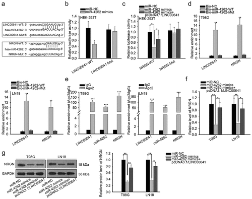 Figure 4. LINC00641 was a ceRNA of NRGN by absorbing miR-4262. (a) The sequences of miR-4262, LINC00641 (wild-type and mutated type) and NRGN (wild-type and mutated type) were represented. (b) The luciferase activity of LINC00641-WT/Mut with indicated transfections was proved by luciferase reporter assay. (c) Luciferase reporter assay was used to detect the luciferase activity of NRGN-WT/Mut in miR-NC, miR-4262 mimics and miR-4262 mimics+pcDNA3.1/LINC00641 groups, respectively. (d and e) The interaction of miR-4262 with LINC00641 and NRGN was validated through RNA pull down assay (d) and RIP assay (e). (f–g) The impact of miR-4262 overexpression and LINC00641 upregulation on NRGN expression was assessed using qRT-PCR (f) and western blot analysis (g). *P < .05, **P < .01, ***P < .001.