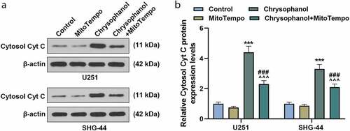 Figure 5. MitoTempo partly reversed the effect of chrysophanol on advancing leakage of Cytc C from mitochondria to cytosol in glioma cells. (a) Representative images of Cytosol Cyt C protein bands through western blot after treatment with chrysophanol and MitoTempo. β-actin was used as a loading control. (b) Cytosol Cyt C protein expression levels of U251 and SHG-44 cells were detected by western blot after treatment with chrysophanol and MitoTempo. β-actin was used as a loading control. *** p < 0.001 vs. Control group; ^^^ p < 0.001 vs. Chrysophanol group; ### p < 0.001 vs. MitoTempo group. All experiments were repeated independently at least three times. Data were expressed as the means ± standard deviation